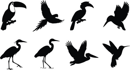Obraz premium Tropical and Water Bird Silhouette Collection with Flying and Perched Wildlife Vector Set