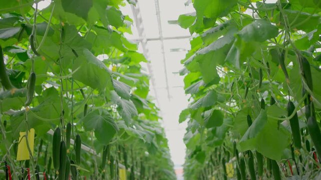 Agro-food production of row growing farm greenhouse cucumbers. Factory industrial facility. Farming planting industry agriculture plant.