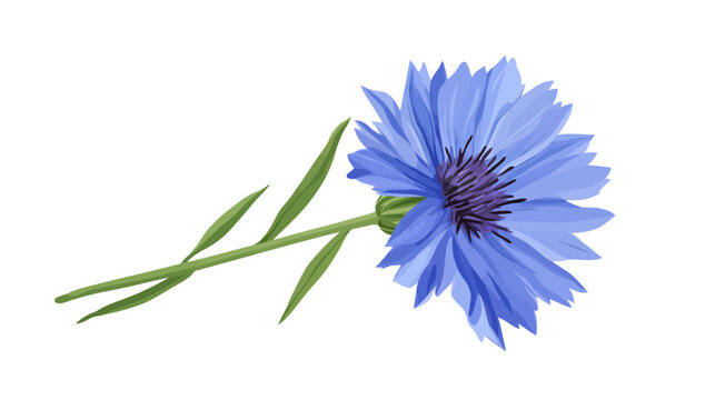Blue cornflower with dark purple center, drooping stem, three leaves on a white background