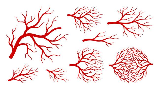 Set of red branching vein or root vector elements