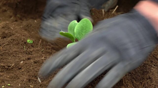 カボチャの苗を植える