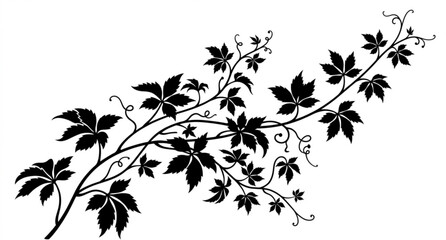 Black silhouette Parthenocissus twig with leaves vector illustration isolated on white background © Md