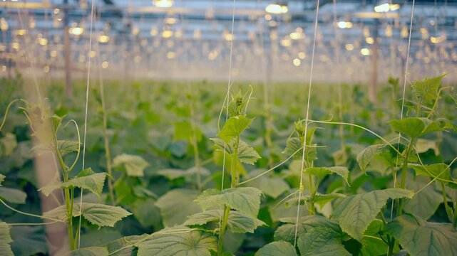 Agro-food production of row growing farm greenhouse cucumbers. Factory industrial facility. Farming planting industry agriculture plant.