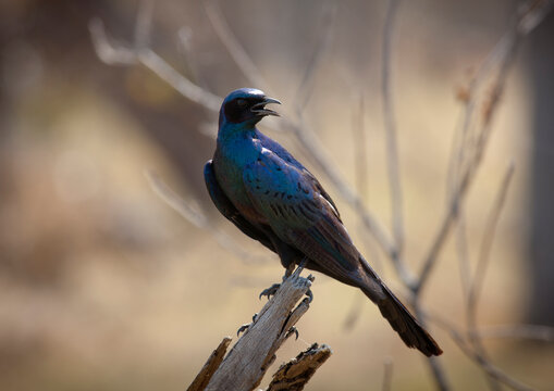A dark blue bird in moremi wildlife reserve, Botswana