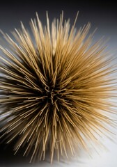 Obraz premium Close-up detail of sharp, bristled squirrel grass seeds dried and clustered, showcasing its invasive structure and potential irritation, field, environment, unwanted
