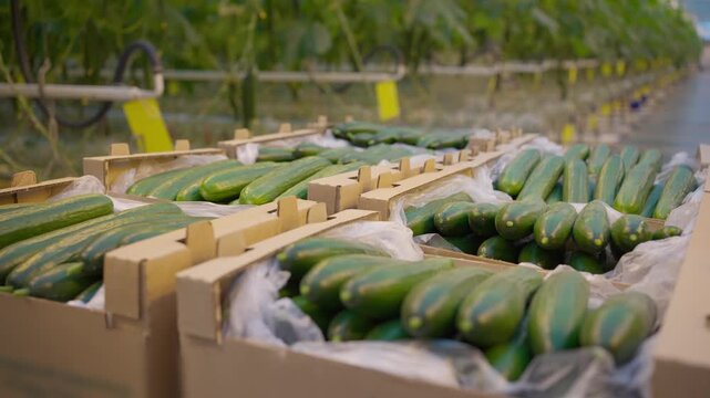Agro-food production of farm greenhouse cucumbers vegetables. Farmer worker picking and packing cucumbers in boxes. Factory industrial facility. Farming planting harvesting industry.