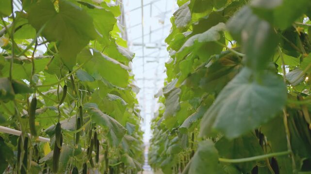 Agro-food production of row growing farm greenhouse cucumbers. Factory industrial facility. Farming planting industry agriculture plant.