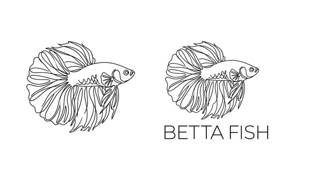 Two hand drawn line art illustrations of elegant betta fish.