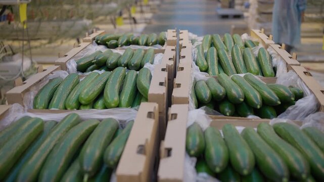 Agro-food production of farm greenhouse cucumbers vegetables. Farmer worker picking and packing cucumbers in boxes. Factory industrial facility. Farming planting harvesting industry.