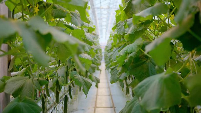 Agro-food production of row growing farm greenhouse cucumbers. Factory industrial facility. Farming planting industry agriculture plant.