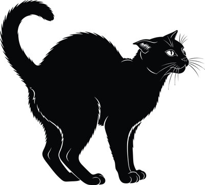 Scared black cat silhouette with arched back and bristled fur in defensive posture animal kingdom pet shop cat lover feline silhouette