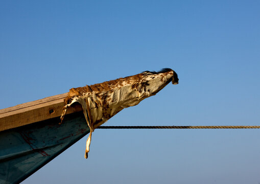 Gaot Skin On A Boat To Bring Luck, Gorodia, Djibouti