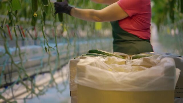 Agro-food production of farm greenhouse cucumbers vegetables. Farmer worker picking and packing cucumbers in boxes. Factory industrial facility. Farming planting harvesting industry.