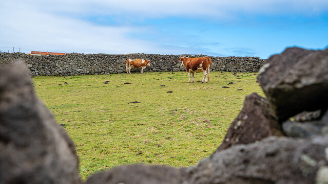 Two cows, white and brown, grazing in a corral on Flores Island, Azores, Portugal