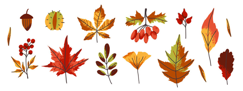 Set of autumn maple, oak dry leaves with rowan and dog rose berry. Flat fall elements for thanksgiving