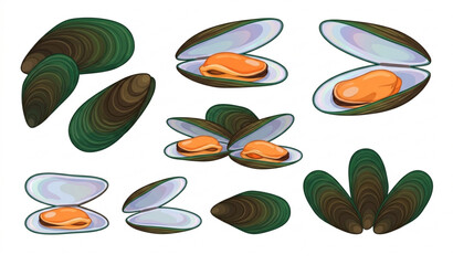 Green Shell Mussels Vector Illustration EPS 10 Fresh New Zealand Mussels Isolated on White Background © Joy