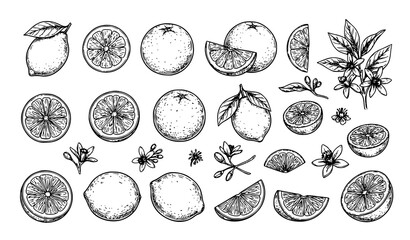 Botanical Citrus Fruit Line Drawing Vector Set with Lemons Oranges and Grapefruits © Mdyounus