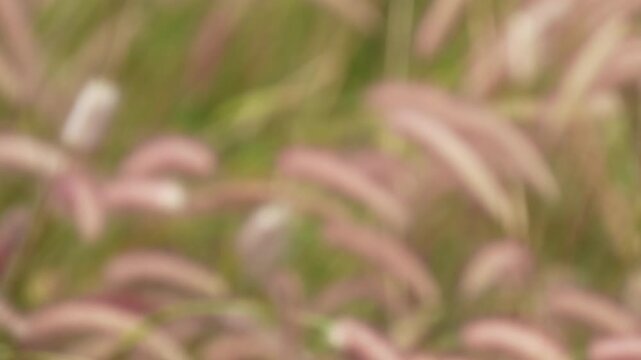 Beautiful long stems of wild grass bowing gracefully to the seasonal wind in a peaceful open field during daytime.