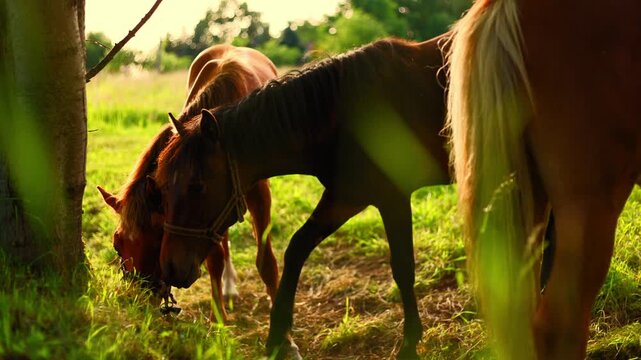 Brown horses grazing on green grass in meadow near tree. Herd of equine animals eating in pasture under sunset light. Rural nature scene with farm livestock.