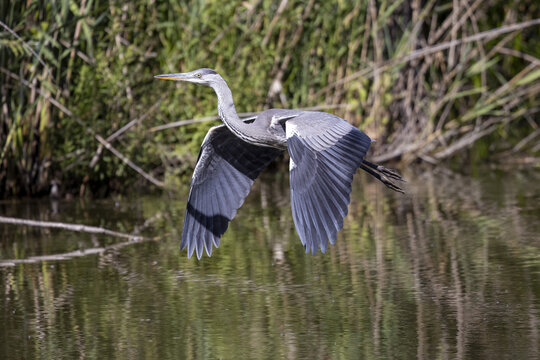 Adult grey heron, Ardea cinerea, flying across a lake in the south of France