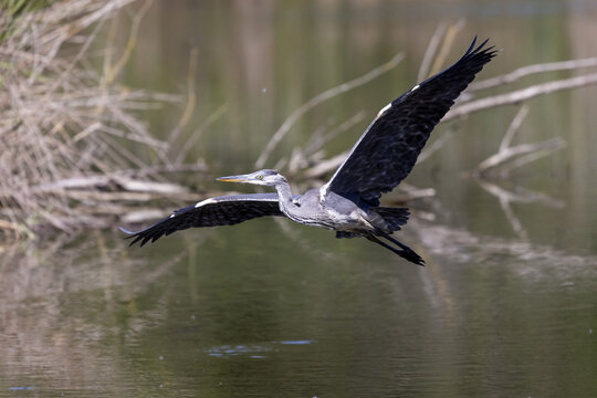 Adult grey heron, Ardea cinerea, flying across a lake in the south of France