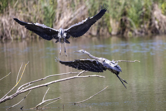 Juvenile grey herons flying over a lake in the south of France