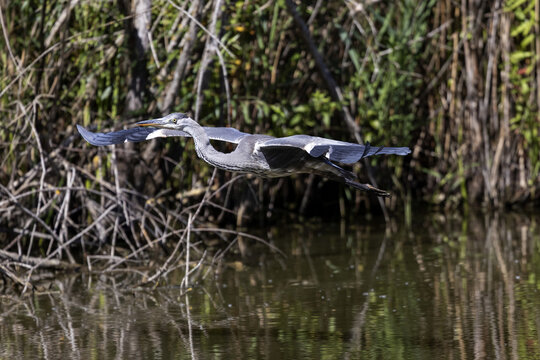 Adult grey heron, Ardea cinerea, flying across a lake in the south of France