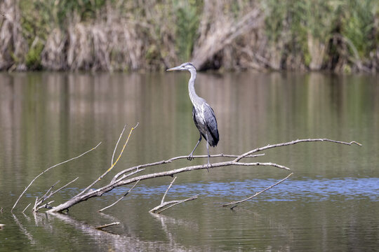 Juvenile grey heron, Ardea cinerea,  on a lake in the south of France
