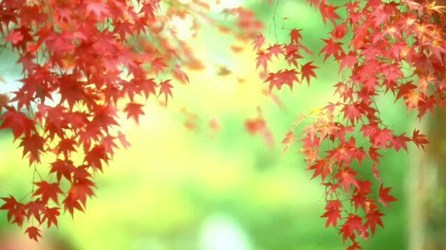 真っ赤なモミジ