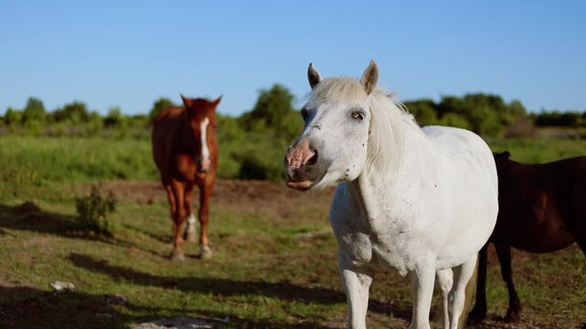 White horse standing in a grassy meadow during a sunny day. Herd of horses grazing in the field. Rural farm life with domestic animal enjoying nature scenery.
