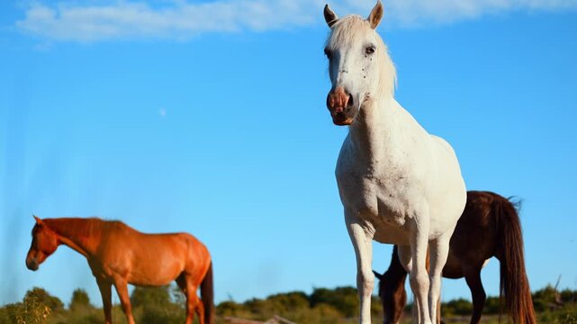 White horse standing in a grassy meadow during a sunny day. Herd of horses grazing in the field. Rural farm life with domestic animal enjoying nature scenery.