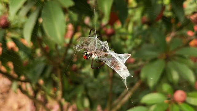 Giant Golden Orb Weaver Spider Trichonephila pilipes resting on its orb web while feeding on a silk-wrapped insect. The footage captures the spider's distinctive yellow-and-black abdomen, long legs