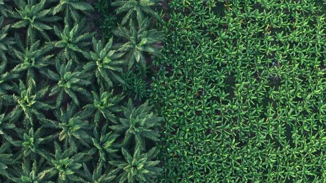 Aerial Drone View of Tropical Banana Farm Beside Palm Plantation