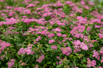 Obraz premium Flowers of Spiraea japonica on the meadow, the Japanese meadowsweet, Japanese spiraea. It is a plant in the family Rosaceae. 