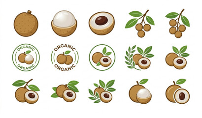 Longan Fruit Vector Logo Set EPS 10 Organic Tropical Fruit Illustration Isolated on White Background © Joy