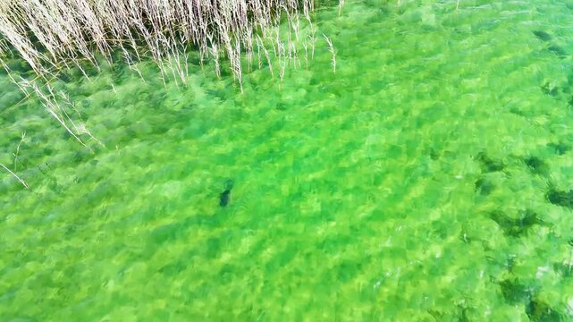Green algae growing in shallow freshwater lake