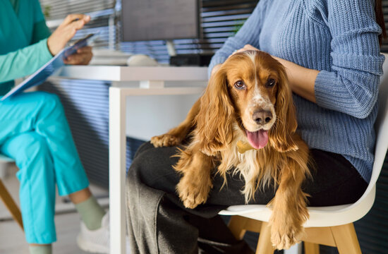 Veterinarian consultation with dog owner during checkup. At the clinic a cocker spaniel rests on the lap of the owner while the vet in scrubs reviews notes. Theme of pet healthcare and trust.