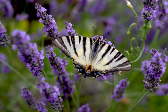 Scarce swallowtail butterfly with open wings feeding on lavender