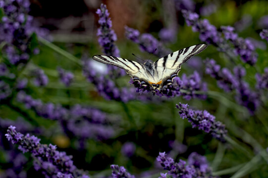 Scarce swallowtail butterfly Iphiclides podalirius on lavender flowers