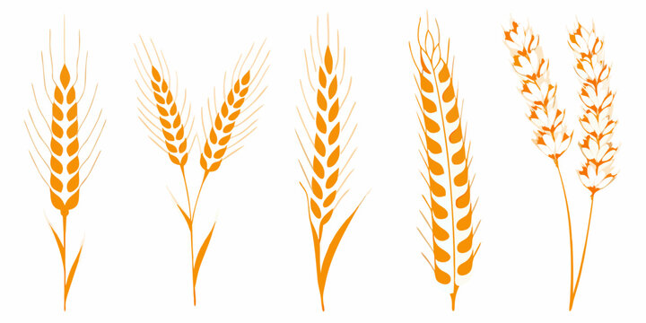 Orange Wheat Bundles A Vector Illustration On White Background