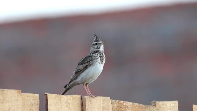 Close-up video portrait of a wild crested lark singing with an open beak. Male songbird vocalizing while perched on a rustic wooden fence post in summer evening light.