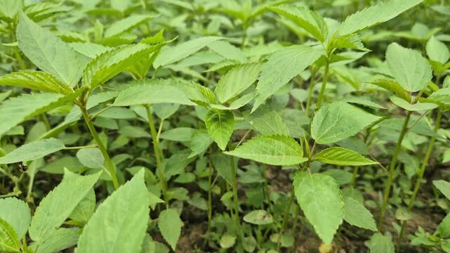 Young Green Jute Plants Growing Closely In Dense Field