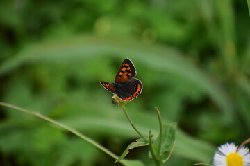 Small Copper butterfly feeding on Fleabane flowers © kamotori