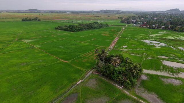 Drone shows expansive green paddy fields with irrigation channels and a small tree cluster.