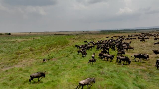 An aerial view of a large herd of wildebeest and zebras running across the savanna plains during the Great Migration in Serengeti Tanzania to Maasai Mara National Reserve, Kenya.