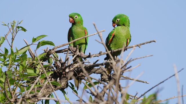 Two white-eyed parakeets rest on a leafy tree branch against a clear blue sky, occasionally moving and looking around in bright daylight.