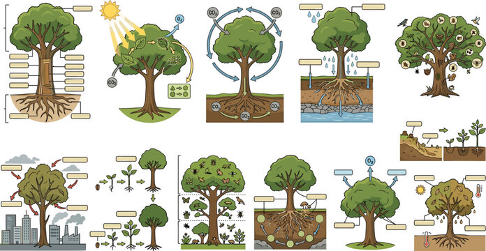 Educational tree ecology diagrams vector illustration set explaining photosynthesis carbon water cycle ecosystem layer biology infographics blank templates