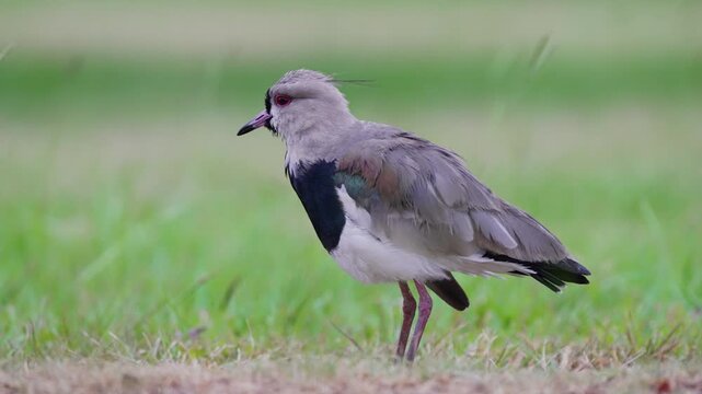 Southern lapwing stands alert on a grassy field, with soft green background and subtle feather detail, useful for wildlife education or bird behavior content.