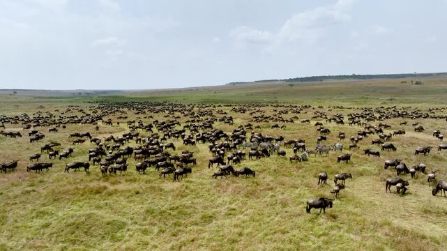 An aerial view of a large herd of wildebeest and zebras running across the savanna plains during the Great Migration in Serengeti Tanzania to Maasai Mara National Reserve, Kenya.