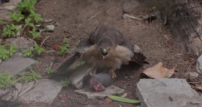 Determined Shikra female stands over captured prey, warding off crows with aggressive displays